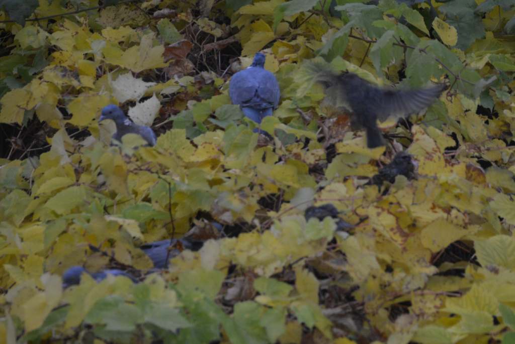 Fat wood pigeons